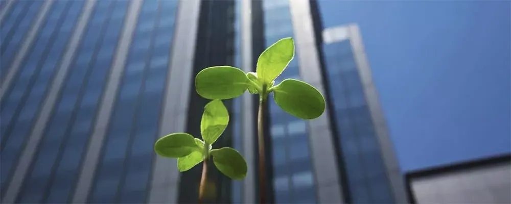 responsabilité sociétale des entreprises immeuble avec une plante devant